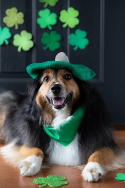 dog dressed in st. patty's day gear in room decorated for st. patrick's day