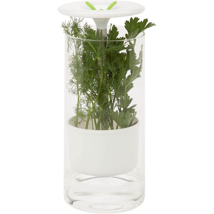 Honey-Can-Do Glass Herb Preserver