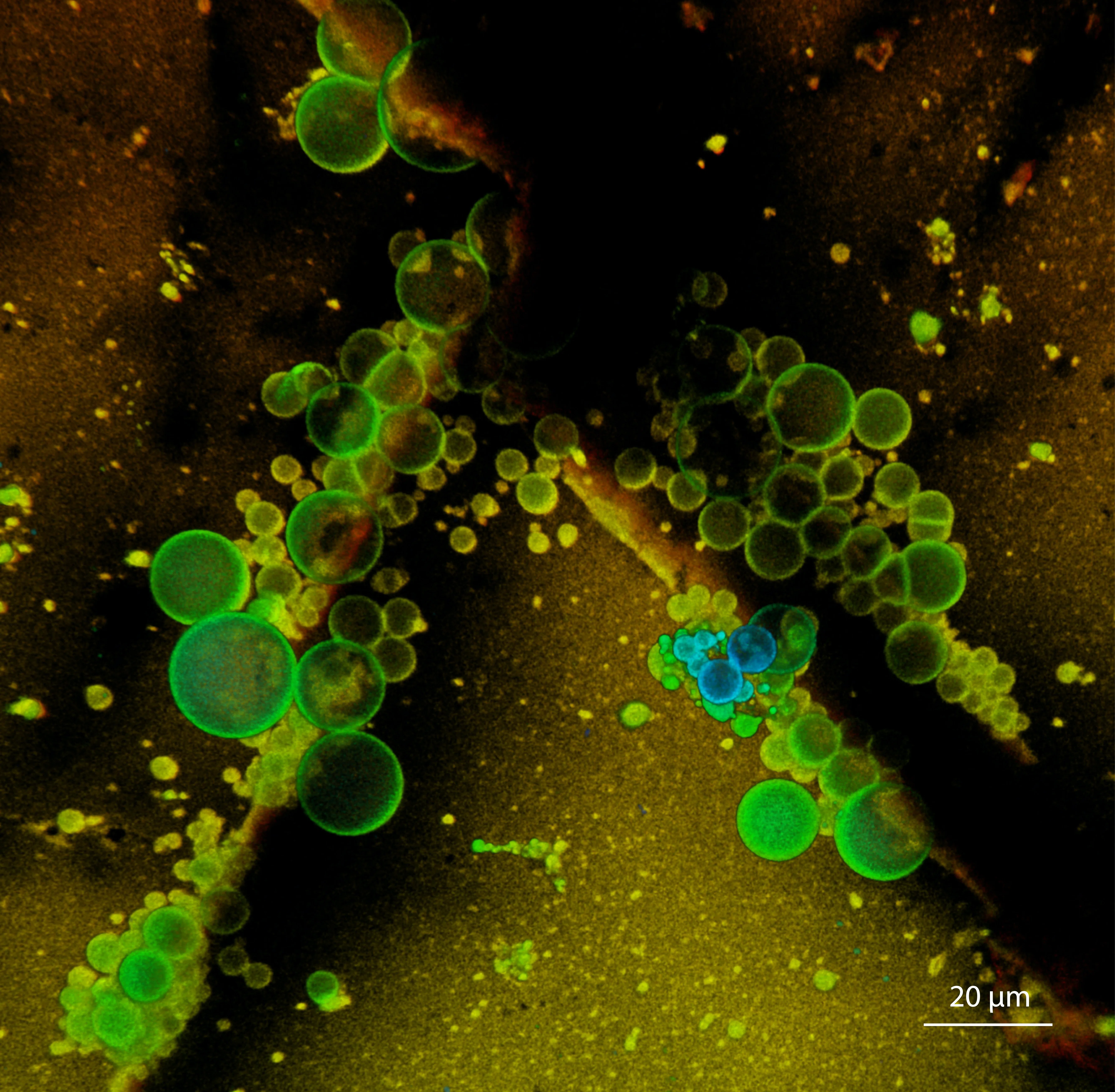 Look: Primitive cells could help confirm Mars once hosted life
