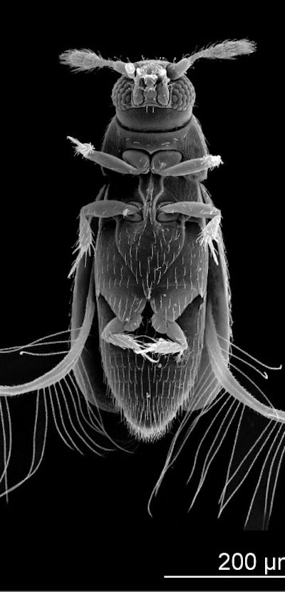 Featherwing beetle under microscope