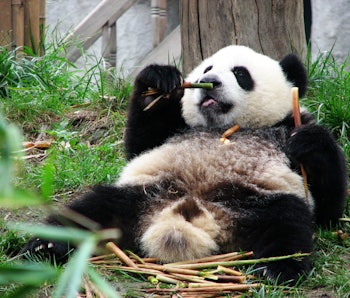 Gut study reveals why pandas get huge despite their terrible diet