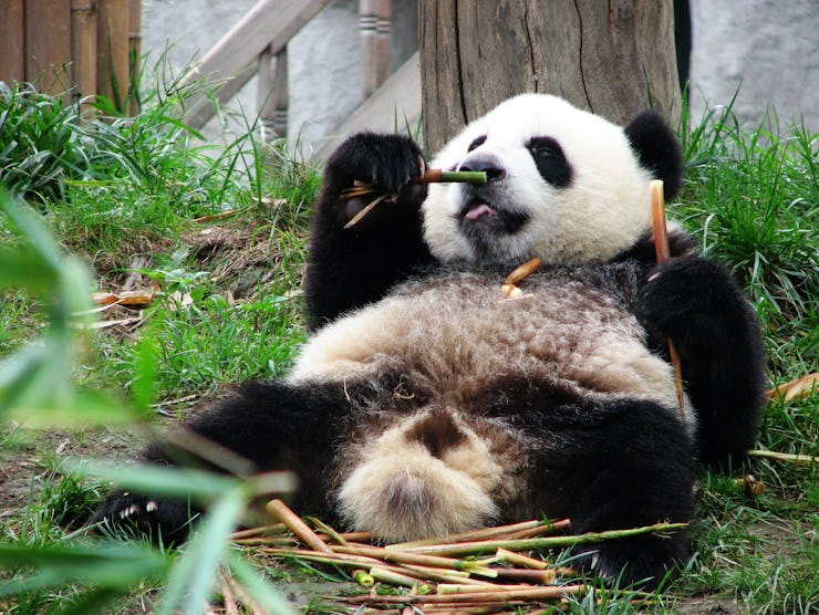 Giant panda eating bamboo