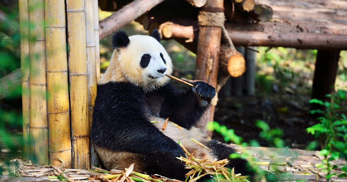 Gut study reveals why pandas get huge despite their terrible diet - Inverse