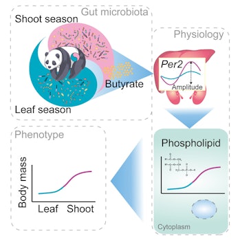 Giant panda graphic explaining gut microbiome changes