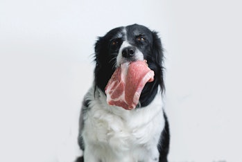 Dog holding meat in its mouth