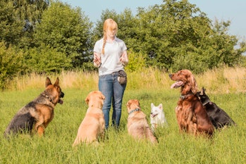 women surrounded by a group of friendly dogs
