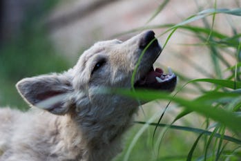 Dog eating grass