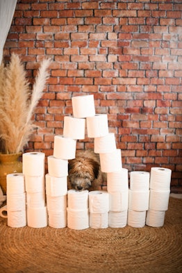 Dog eating treat surrounded by toilet paper pyramid