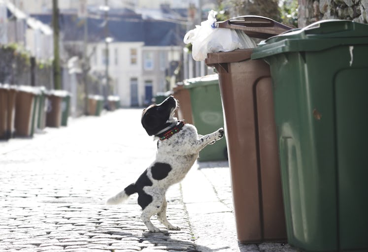 Dog raiding trash can