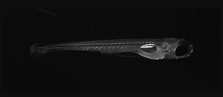 image of a zebrafish on a dark background