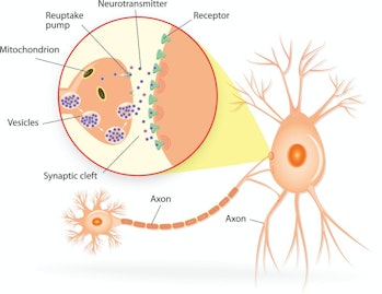 diagram of a transmitting neuron