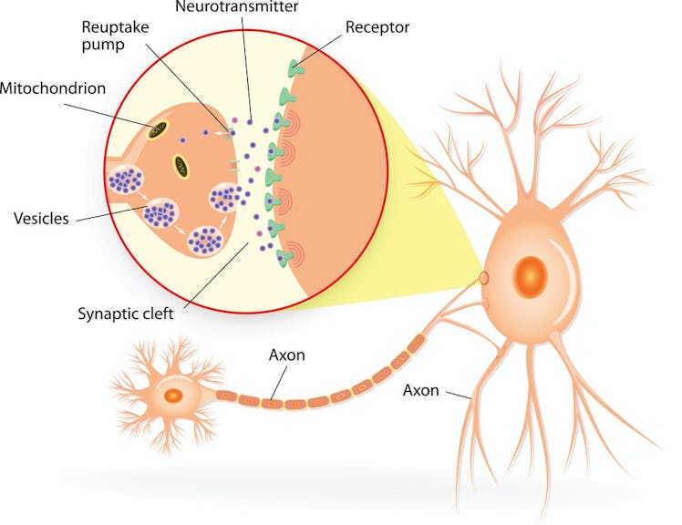 diagram of a transmitting neuron