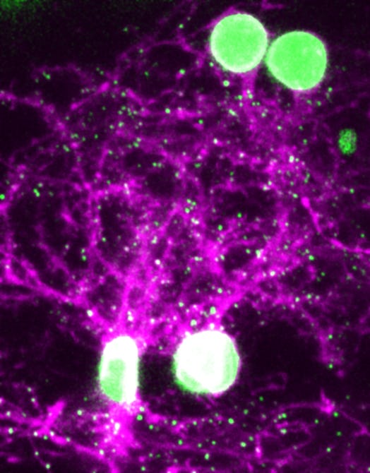 neurons of a fish seen in purple and green