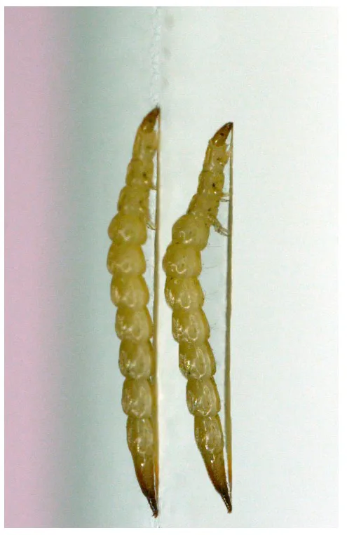 Tabanidae Larvae Bromeliad Larvae Tipulid Sp F?