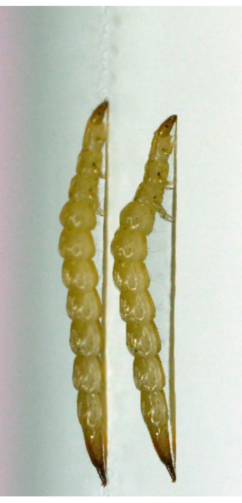 Tabanidae Larvae Bromeliad Larvae Tipulid Sp F?