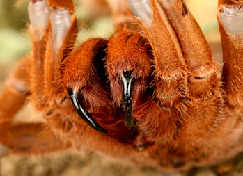 King baboon spider fangs closeup