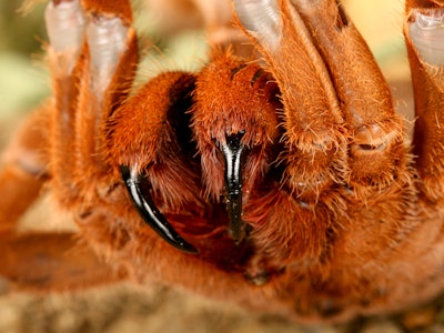 King babboon spider closeup