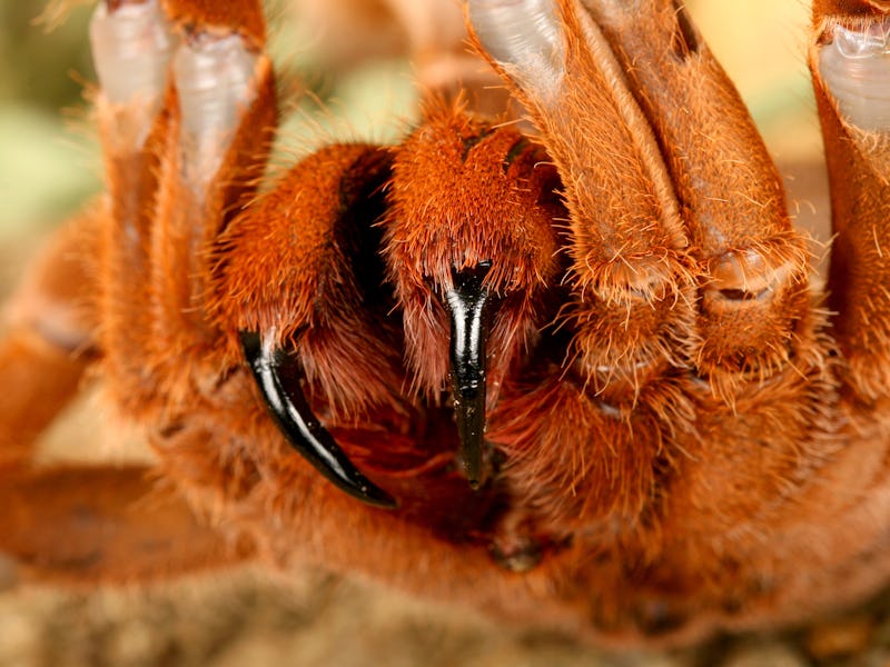 King babboon spider closeup