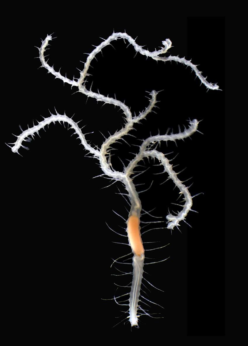 image of branching sea worm ramisyllis kingghidorahi