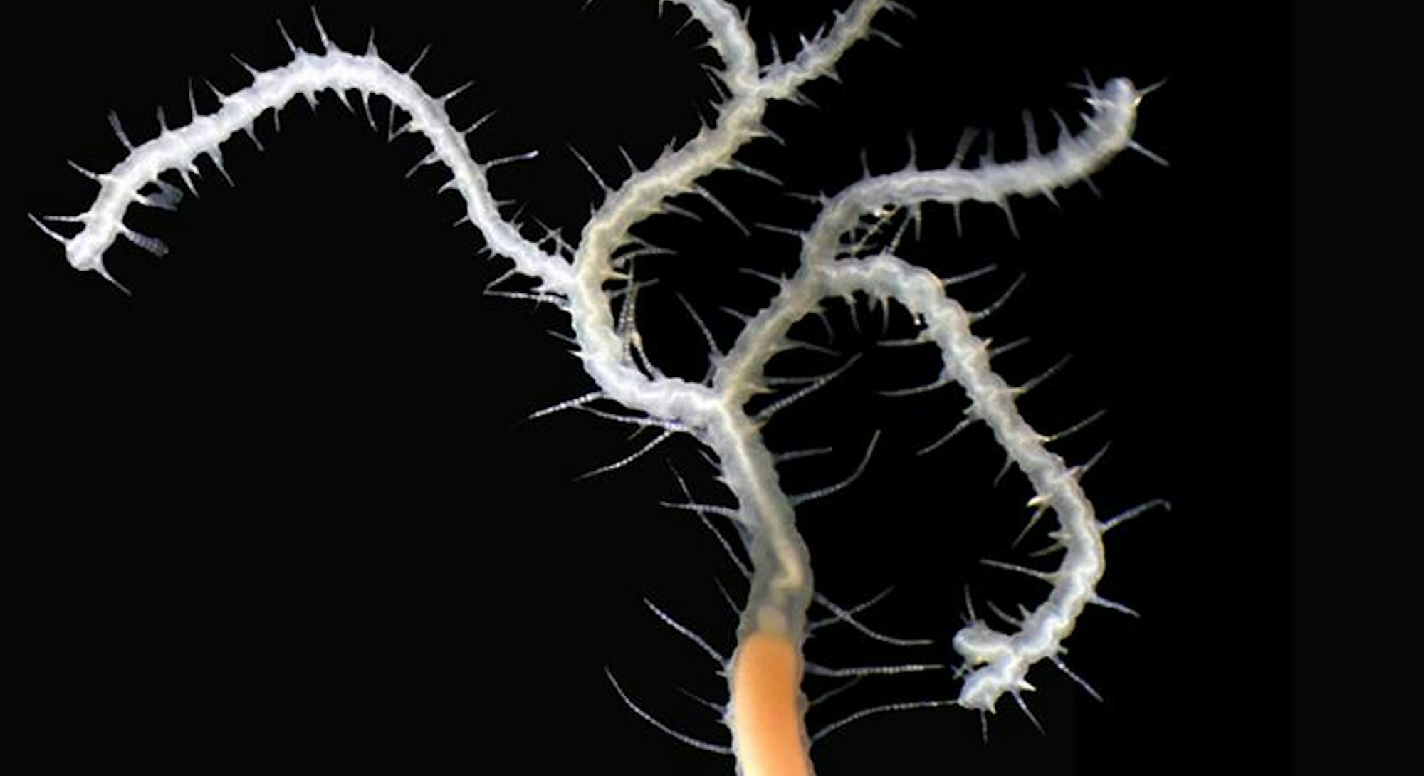 image of branching sea worm ramisyllis kingghidorahi