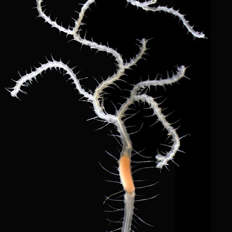 image of branching sea worm ramisyllis kingghidorahi