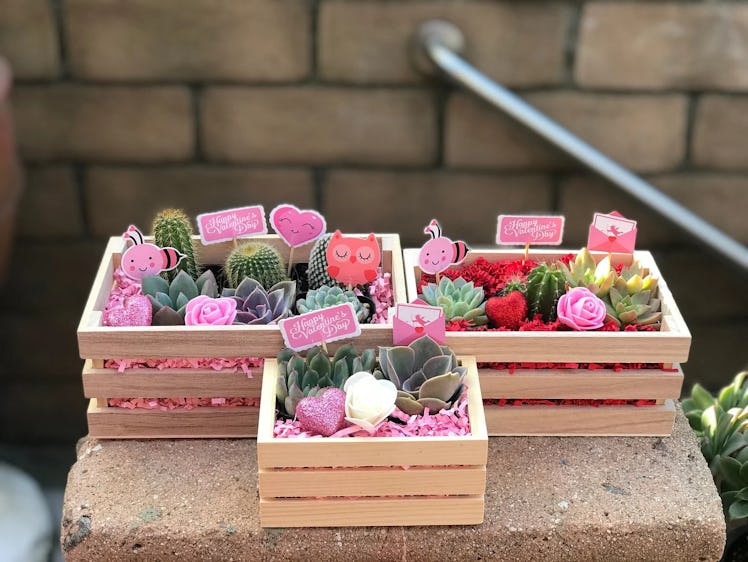These Valentine's Day succulents are a great galentines day gift.