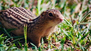 Closeup of ground squirrel in grass