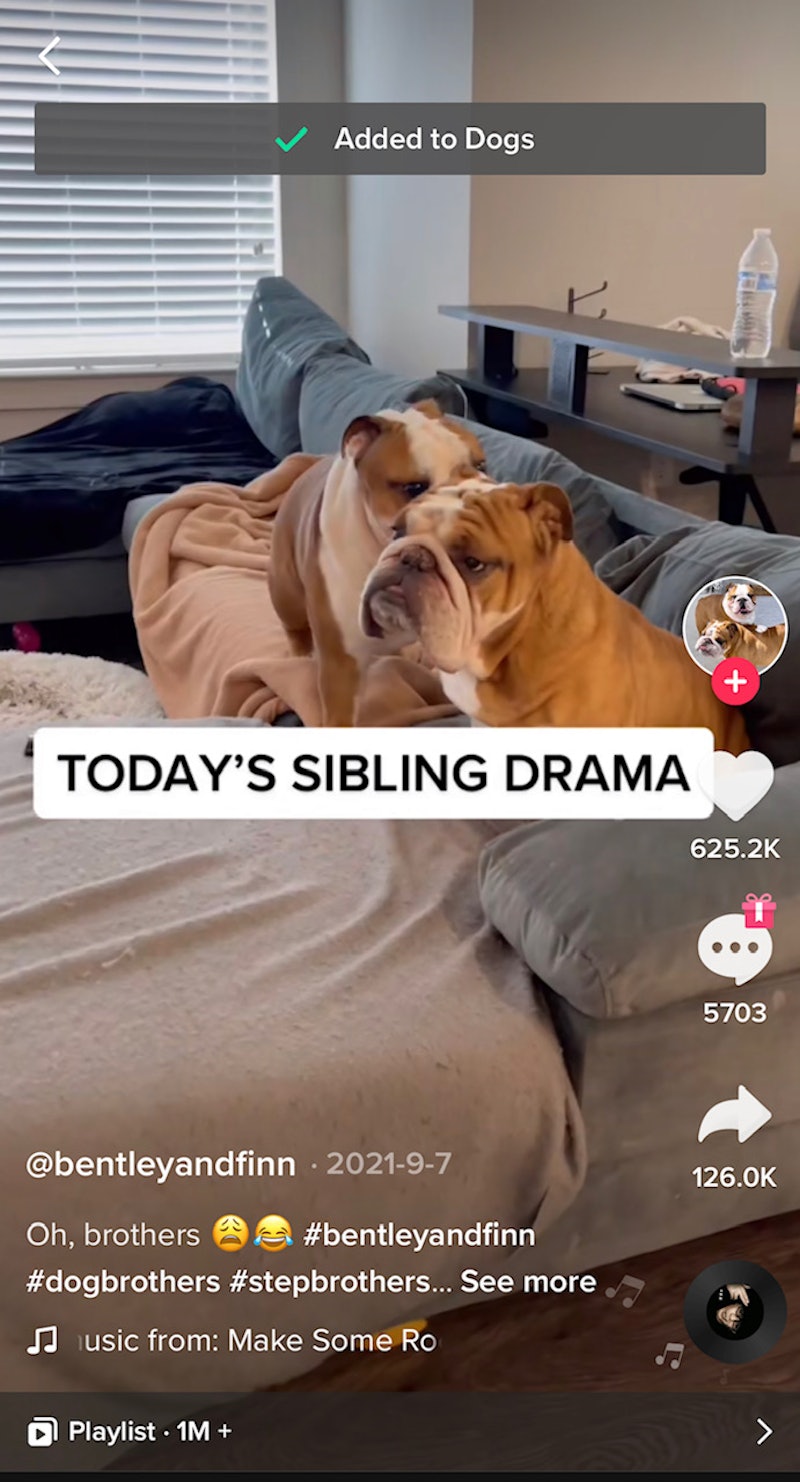 A TikTok about bulldogs that has been added to a collection on TikTok. Here's how to organize your f...