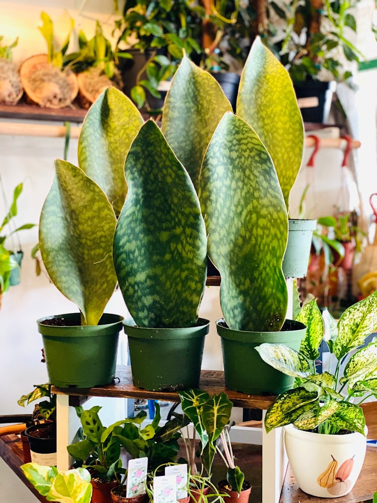 Whalefin - Sansevieria Masoniana