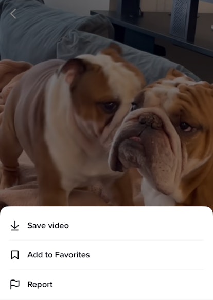 Screenshot of a TikTok about bulldogs illustrating how to add a video to your favorites on TikTok