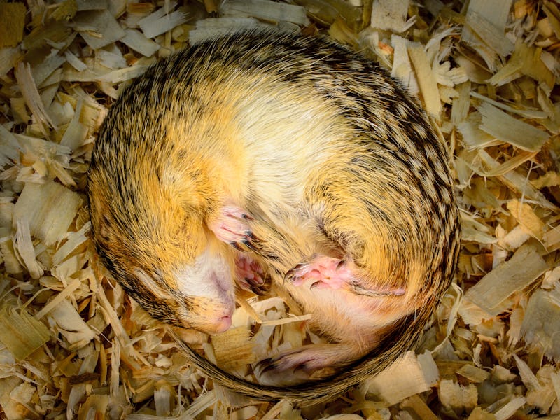 Hibernating thirteen-lined ground squirrel