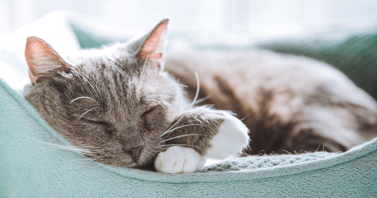 Why do cats sleep so much? Pet experts have the answer