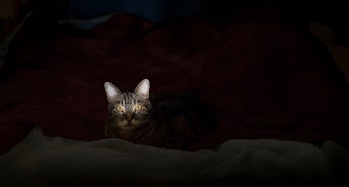 Cat staring in the dark