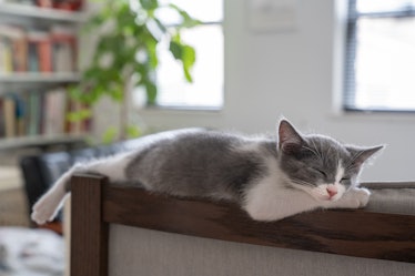 Cat sleeping on back of chair