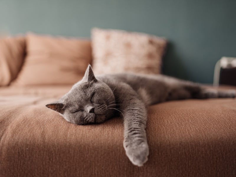 Cat sleeping on couch