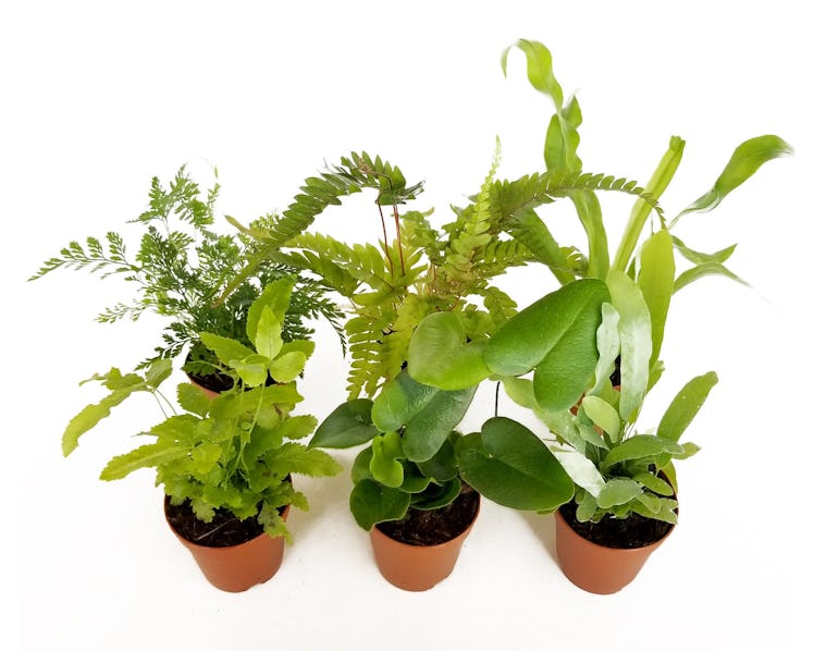 2" Assorted Ferns (6 pack)