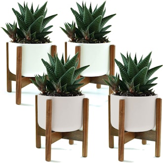 Fox & Fern Modern Mini Plant Stands (Set of 4)