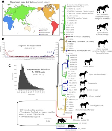 evolutionary tree of horses
