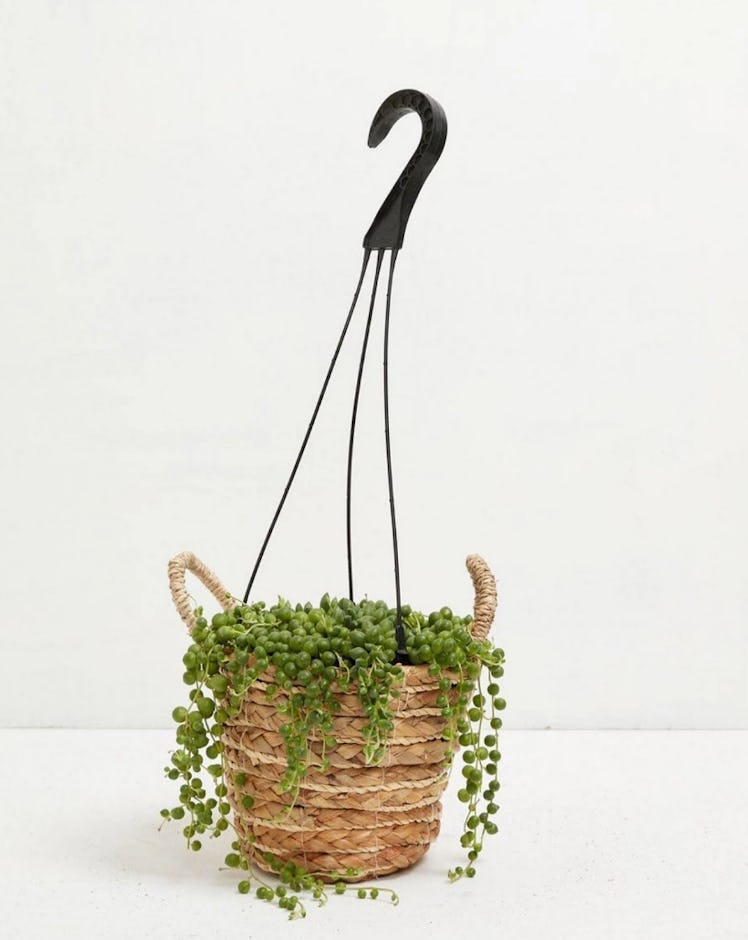 String of Pearls Senecio Rowleyanus Live Plant, 6" Hanging Basket