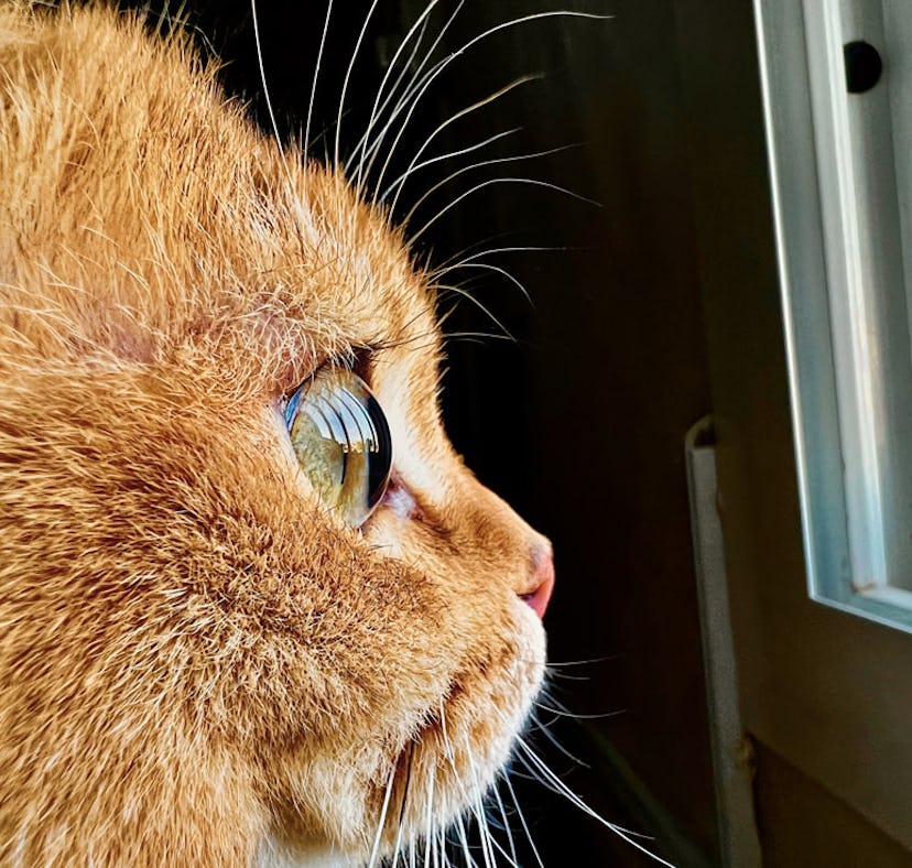 Enter Apple’s Shot On iPhone macro photography challenge with your best pics.