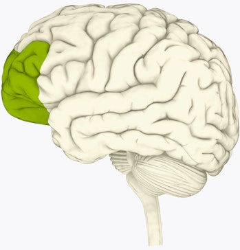 prefrontal cortex