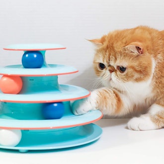 Best Roller Ball Cat Toy For Older Cats