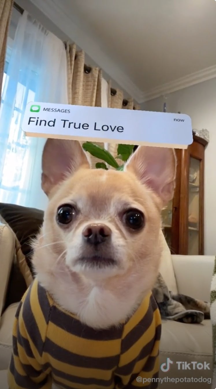 The In 2022 I will filter on TikTok shows Penny the Potato Dog finding love.