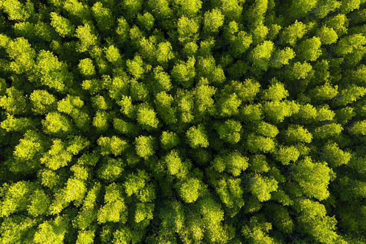Aerial drone shot of trees