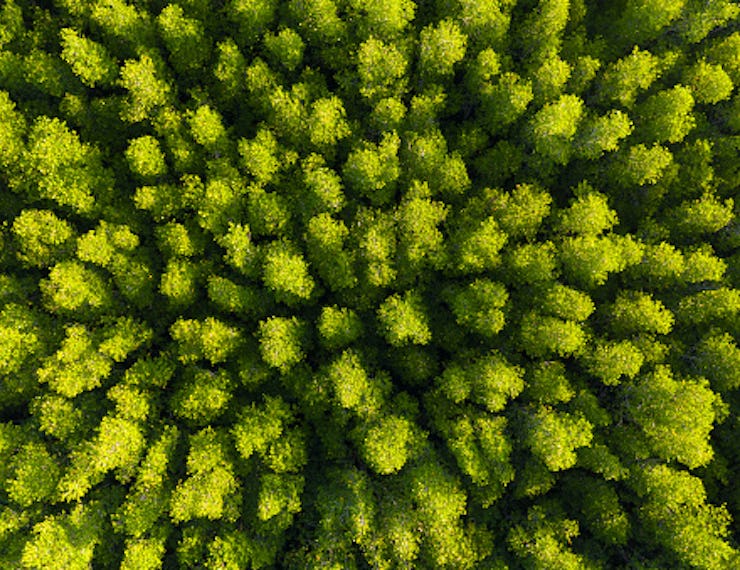 Aerial drone shot of trees