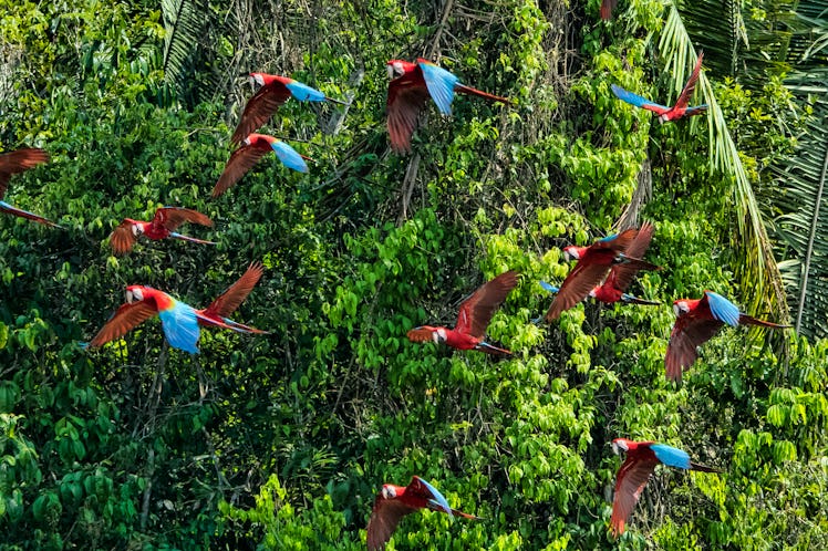 Scarlet macaws flying through Peruvian amazon rainforest