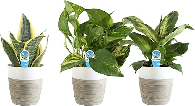 Costa Farms Clean Air O2 For You Live House Plant Collection (3-Pack)