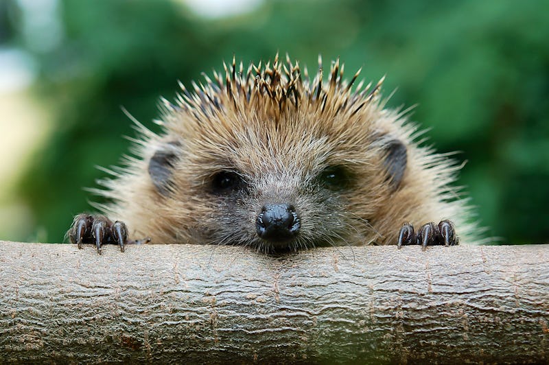 Hedgehog peering over a log