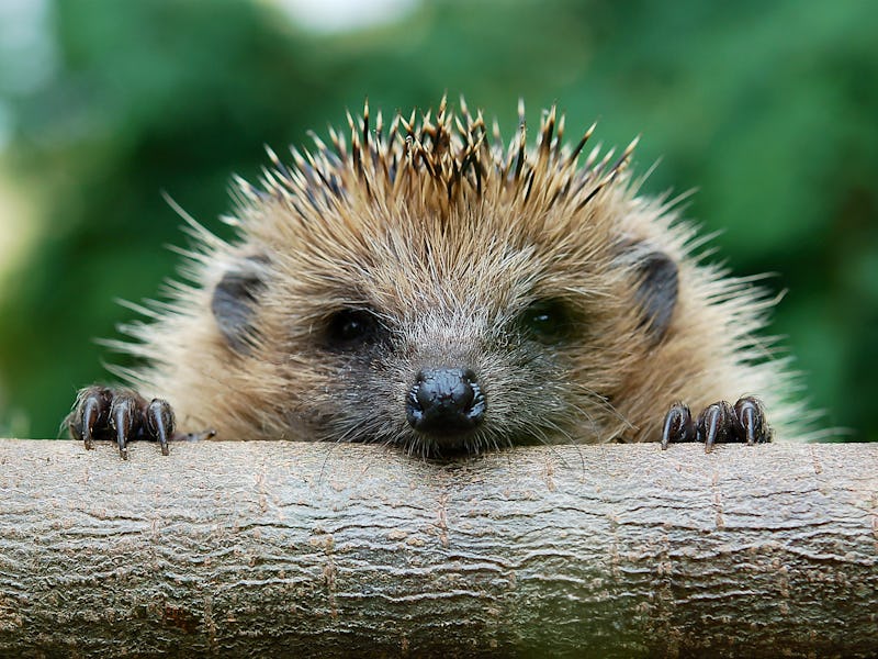 Hedgehog peering over a log