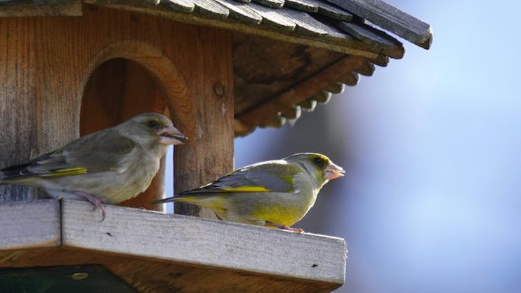 two greenfinches sit in a bird house
